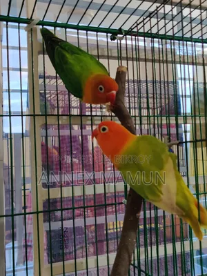 A pair of Green Fischer Lovebirds for sale