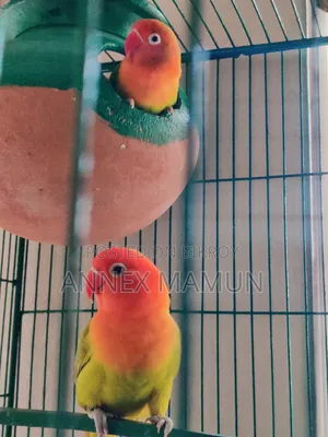 A pair of Green Fischer Lovebirds for sale