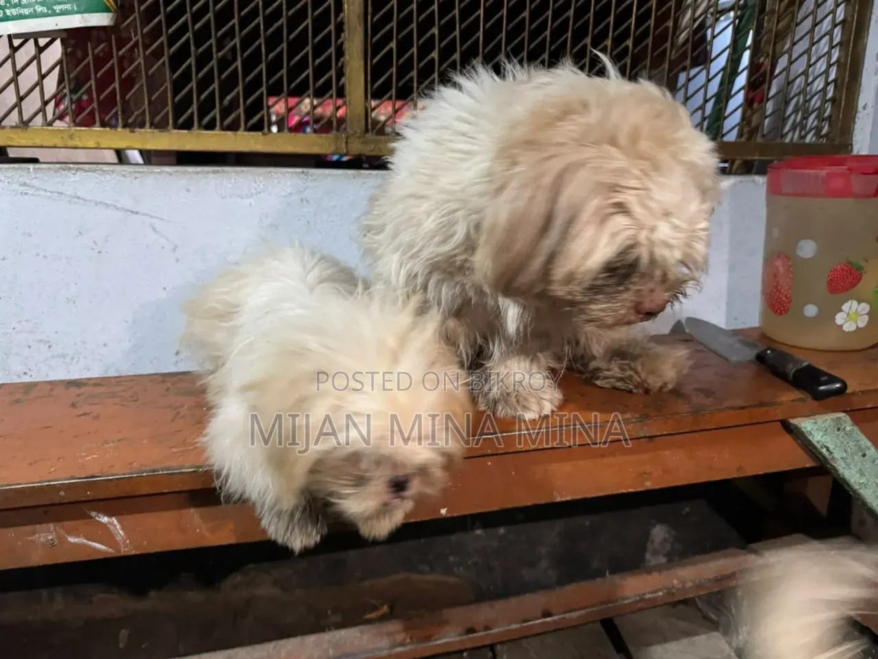 ৩-৬ মাস বয়সী পুরুষ বিশুদ্ধ জাতের মাল্টিজ শিহ তজু