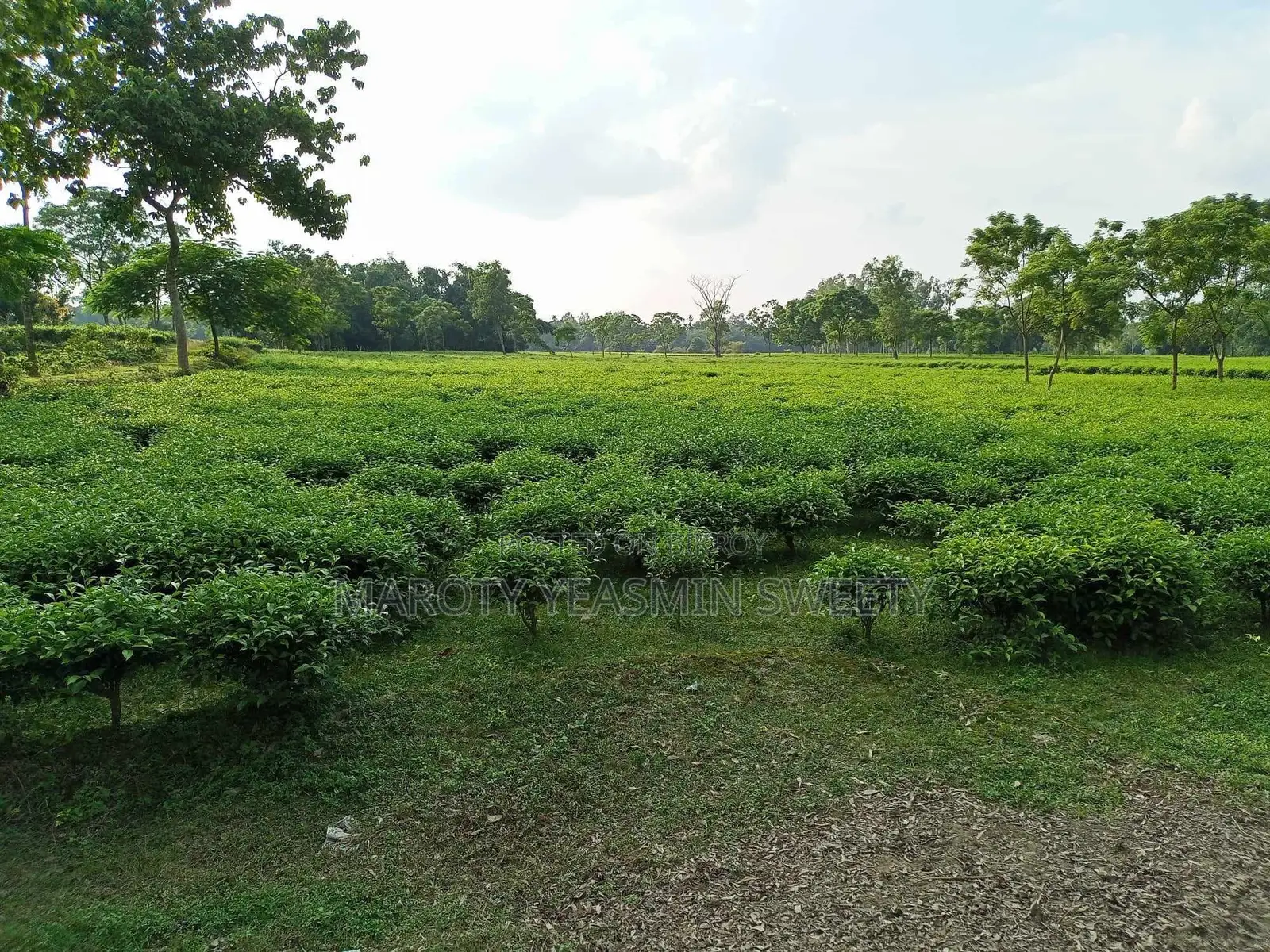 Tea Garden