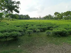 Tea Garden