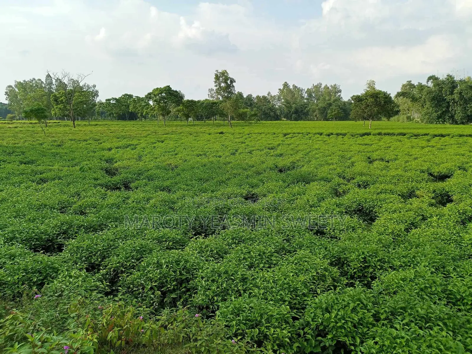 Tea Garden