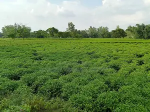Tea Garden
