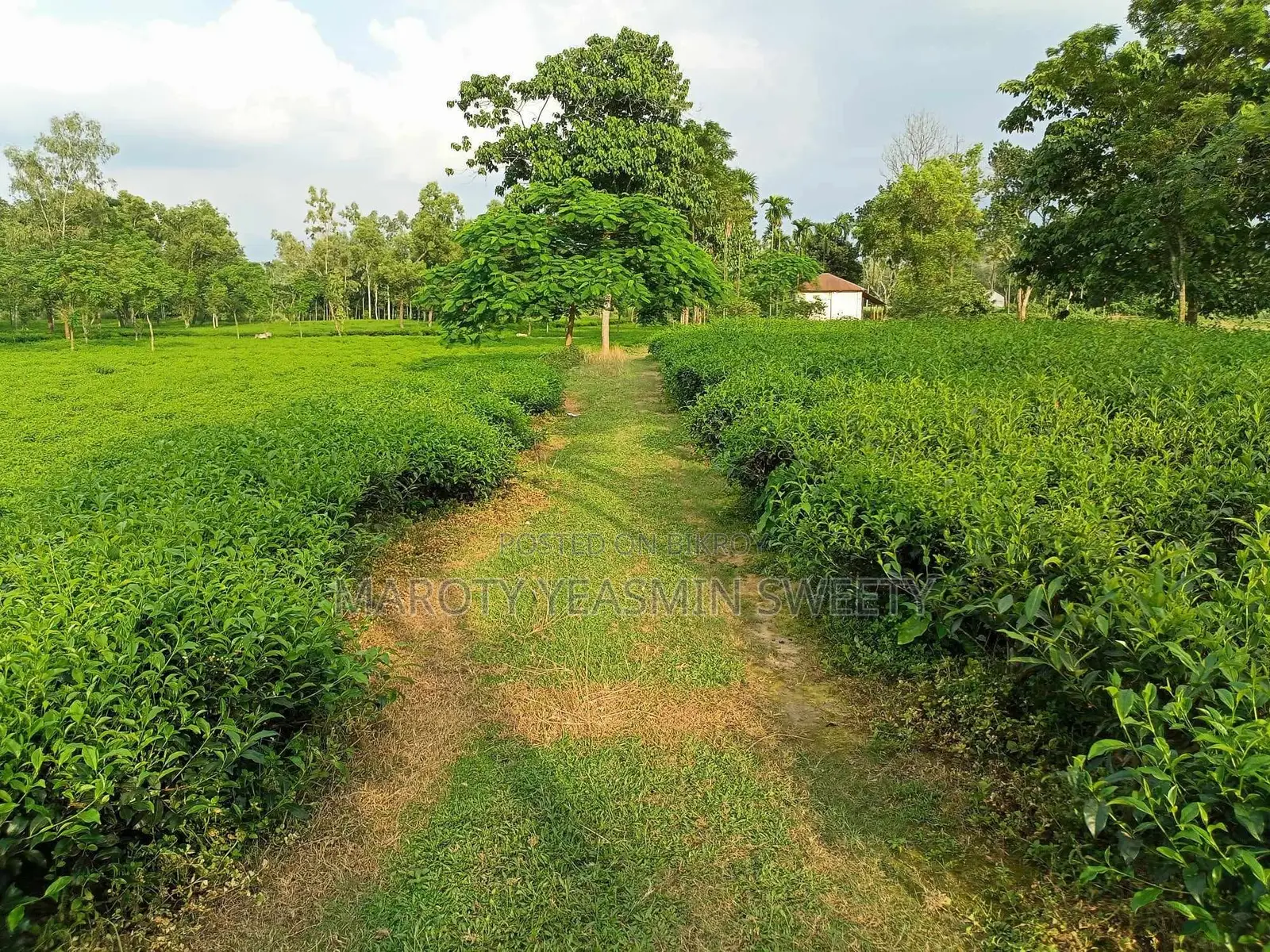 Tea Garden