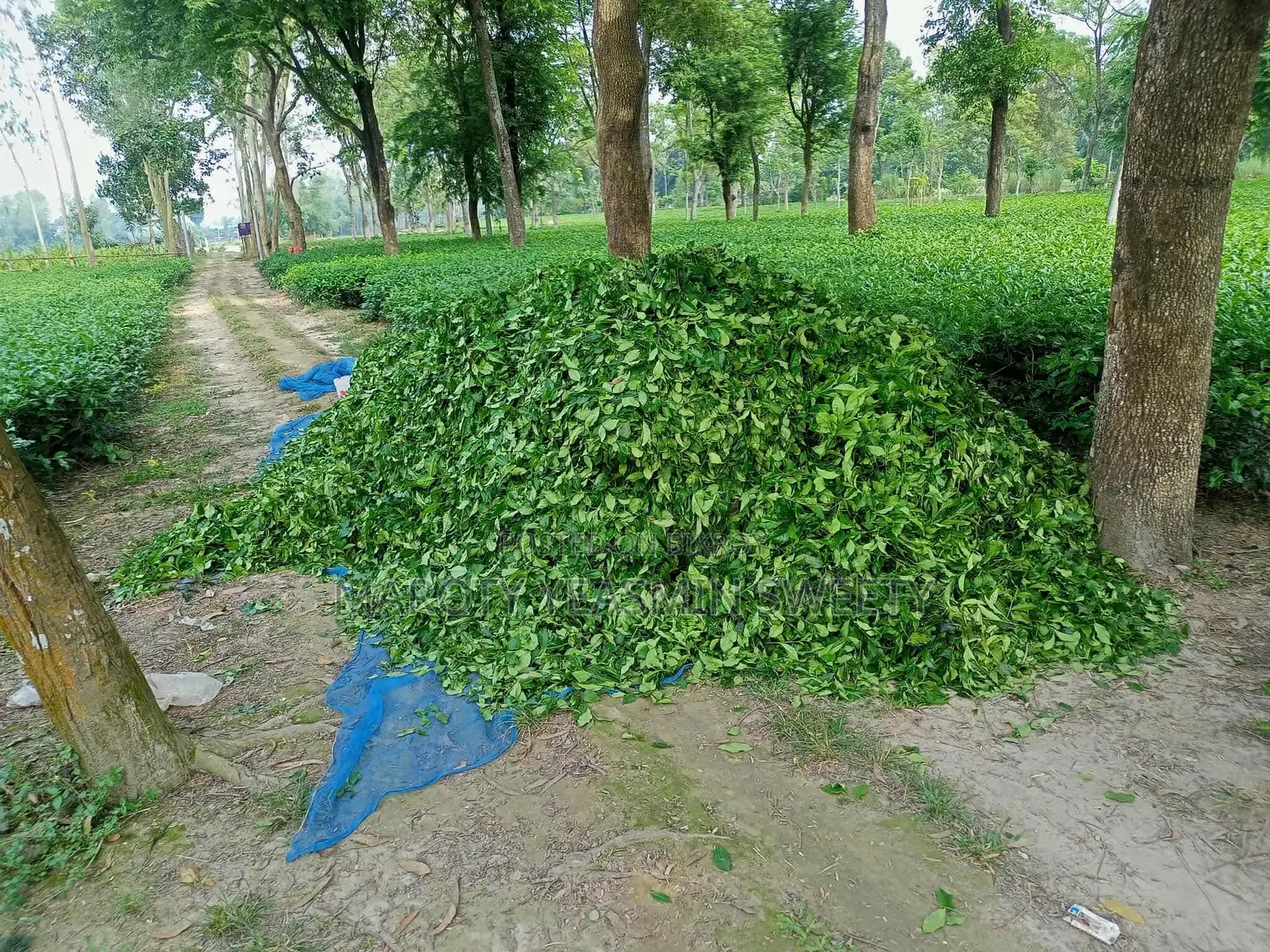 Tea Garden