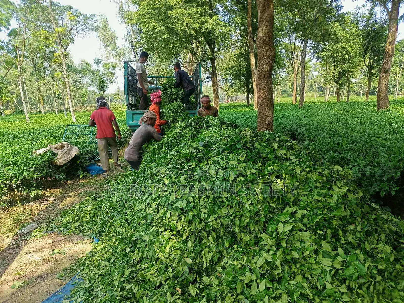 Tea Garden