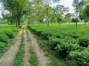 Tea Garden