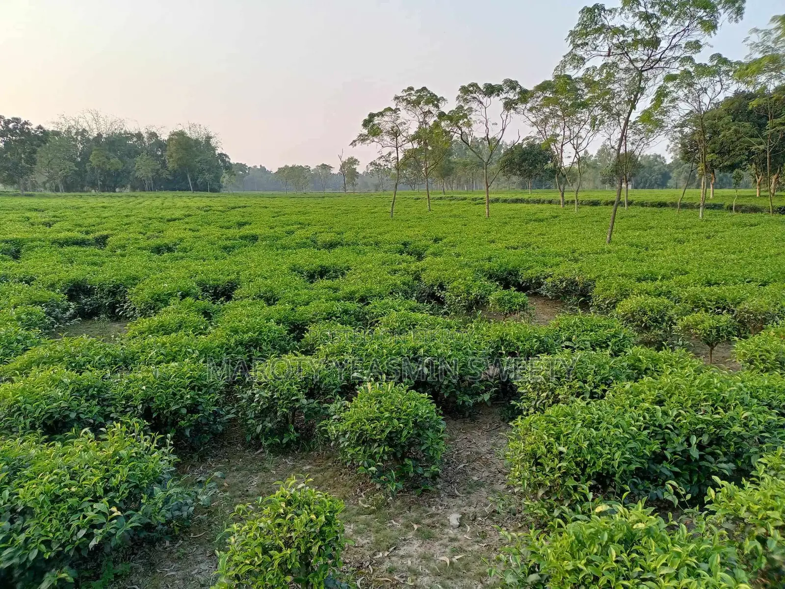 Tea Garden
