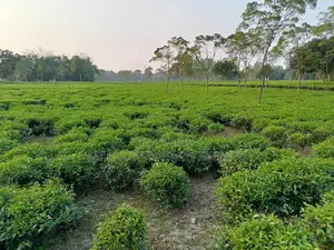 Tea Garden