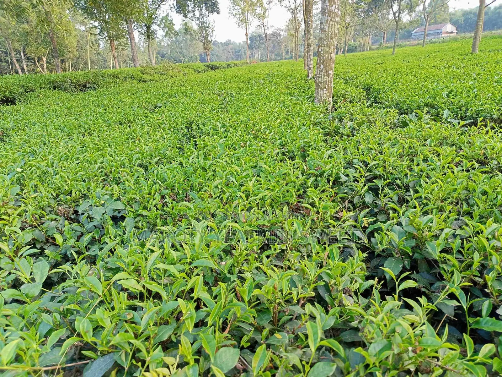 Tea Garden
