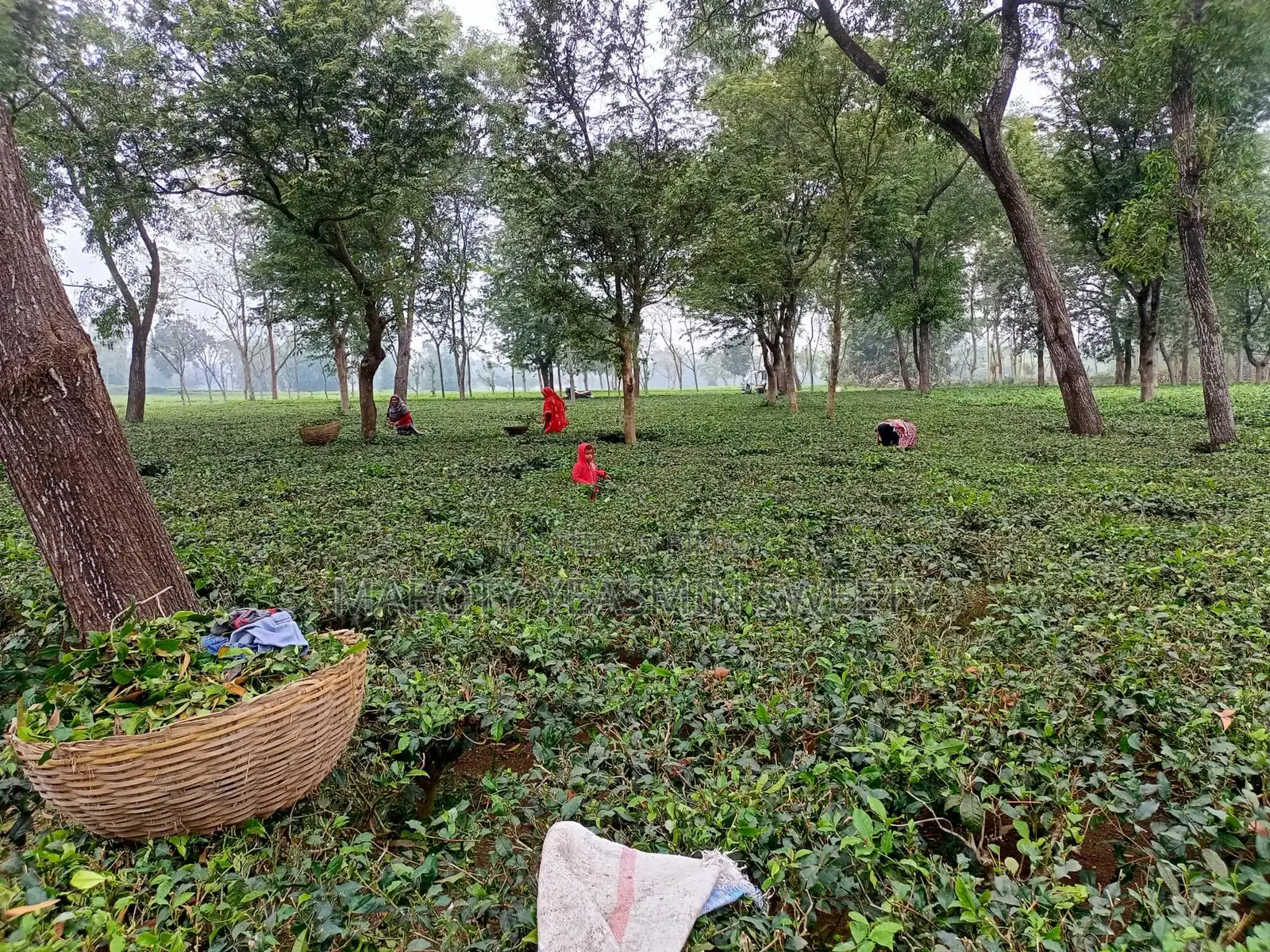 Tea Garden
