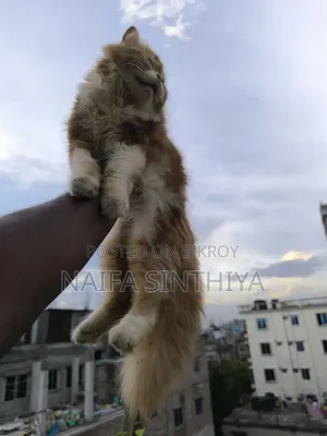 1-3 months Male Purebred Persian