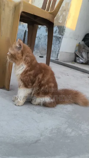 1-3 months Male Purebred Persian