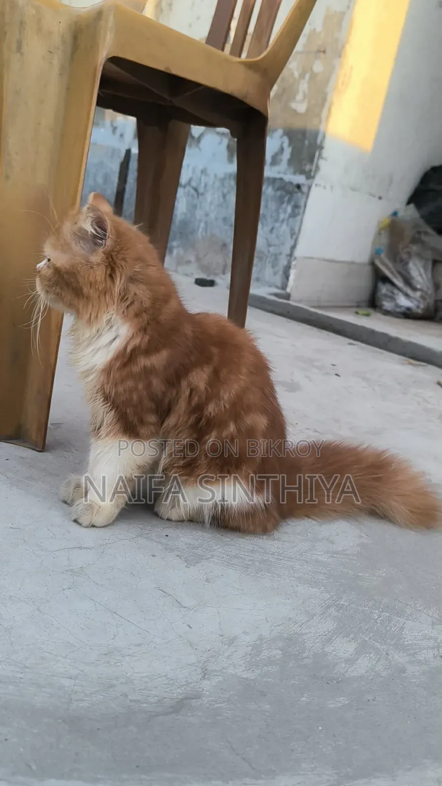 1-3 months Male Purebred Persian