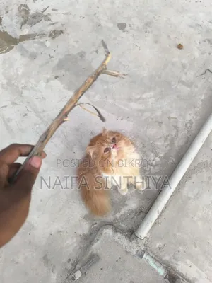 1-3 months Male Purebred Persian