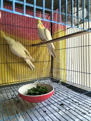 Cockatiel and Love Bird Master Pair With Full Set-Up