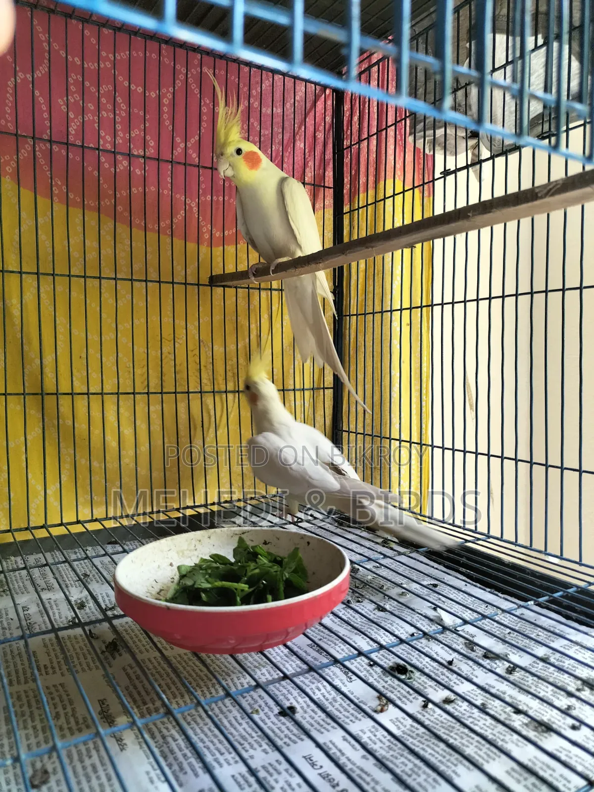 Cockatiel and Love Bird Master Pair With Full Set-Up