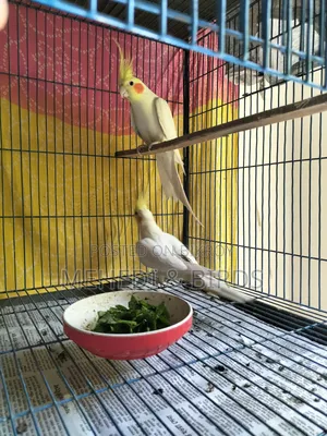 Cockatiel and Love Bird Master Pair With Full Set-Up