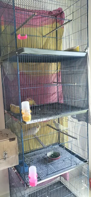 Cockatiel and Love Bird Master Pair With Full Set-Up