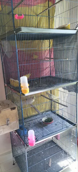 Cockatiel and Love Bird Master Pair With Full Set-Up