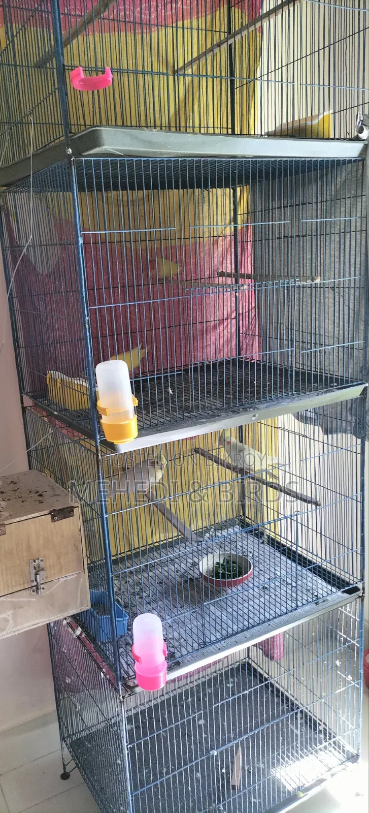 Cockatiel and Love Bird Master Pair With Full Set-Up