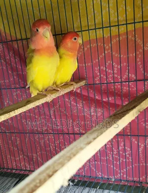 Cockatiel and Love Bird Master Pair With Full Set-Up