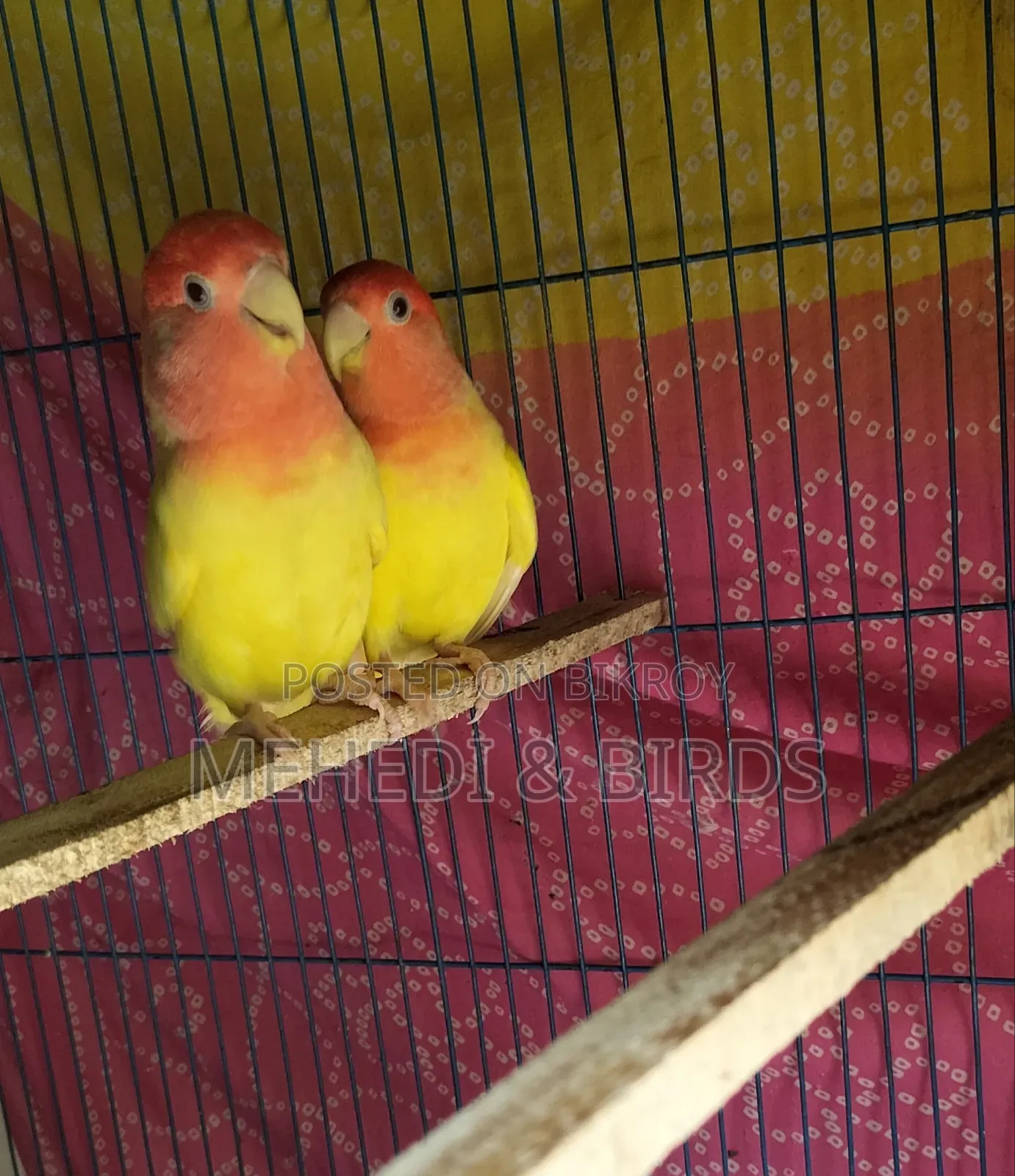 Cockatiel and Love Bird Master Pair With Full Set-Up