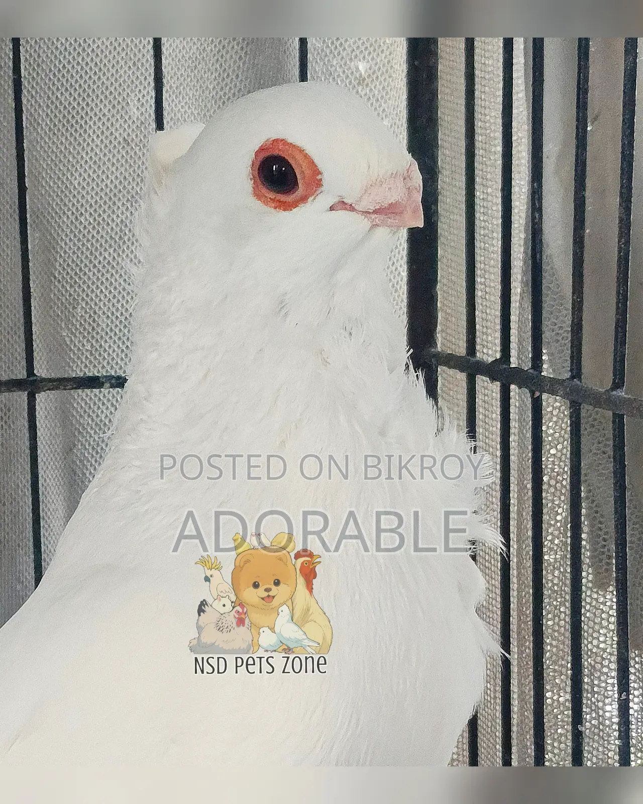 Syrian Strawberry Baby Pair Available