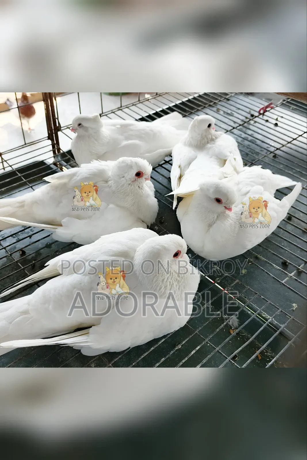 Syrian Strawberry Baby Pair Available