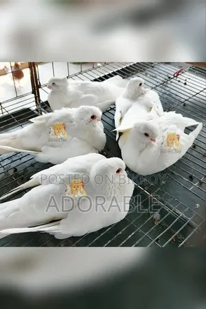 Syrian Strawberry Baby Pair Available