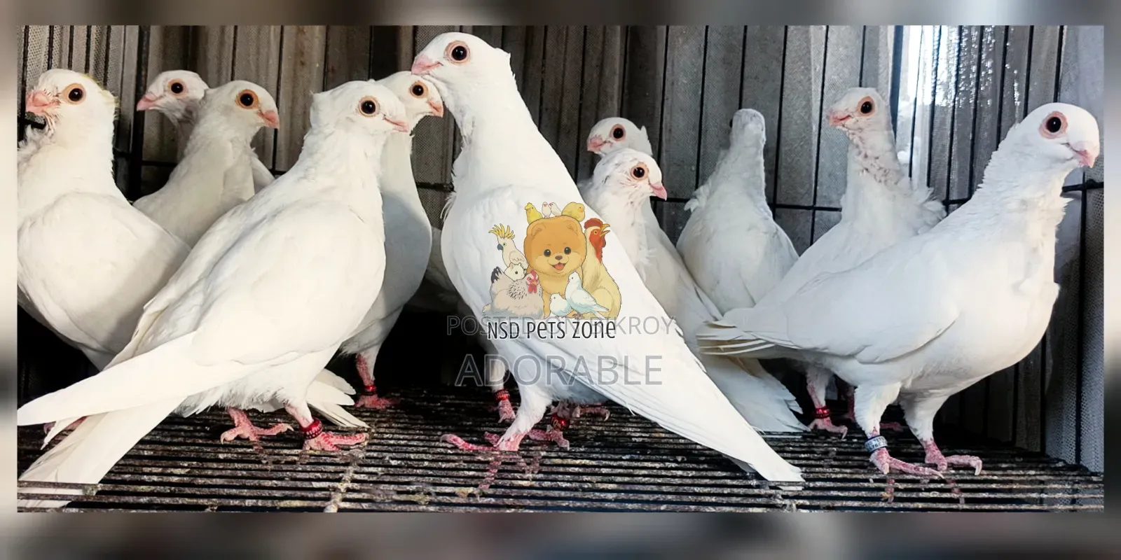 Syrian Strawberry Baby Pair Available