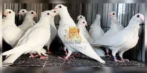 Syrian Strawberry Baby Pair Available