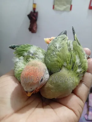 Tame Size Lovebirds Baby
