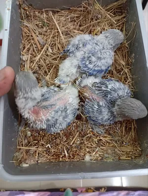 Tame Size Lovebirds Baby