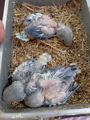 Tame Size Lovebirds Baby