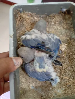 Tame Size Lovebirds Baby