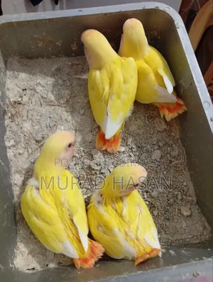 Tame Size Lovebirds Baby