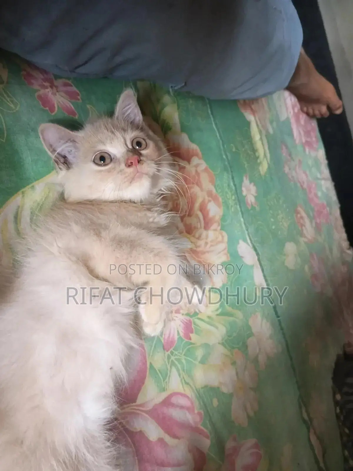 0-1 Month Male Mixed Breed Persian