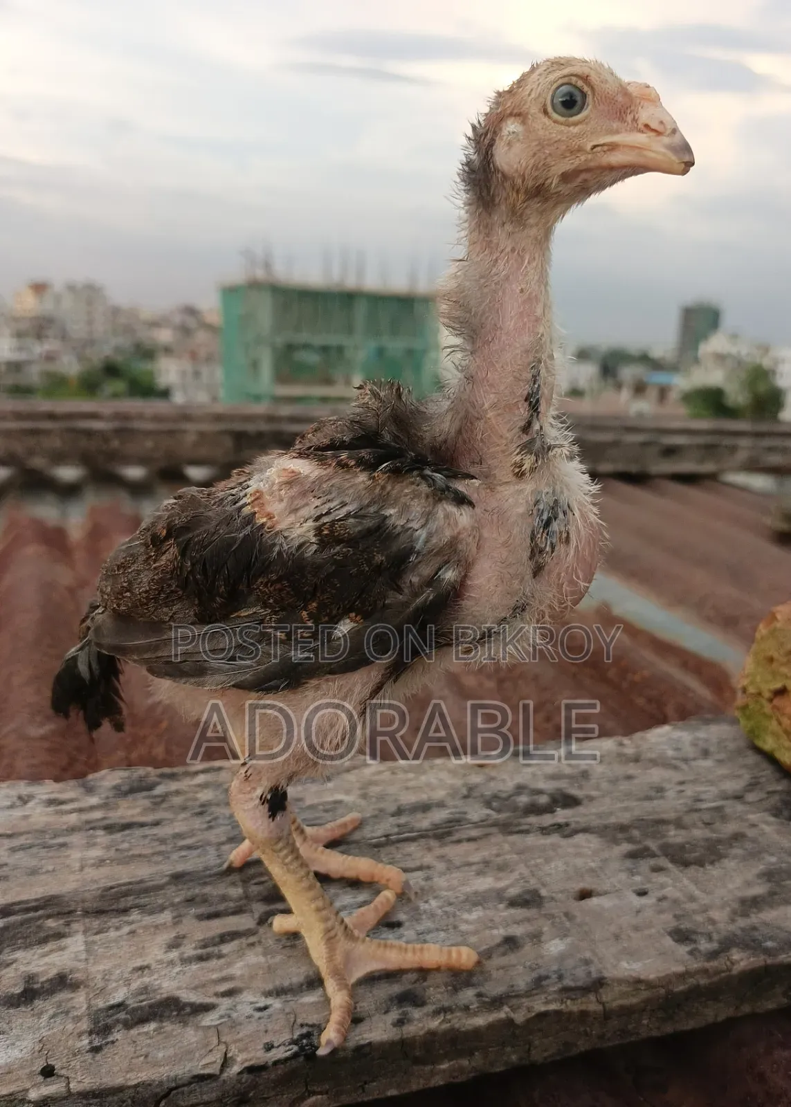 আসিল এর বাচ্চা
