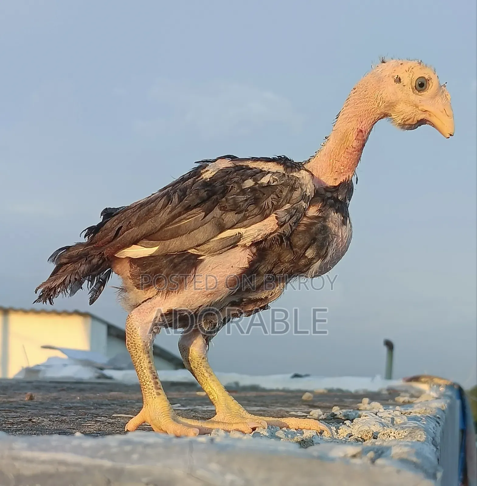 আসিল এর বাচ্চা