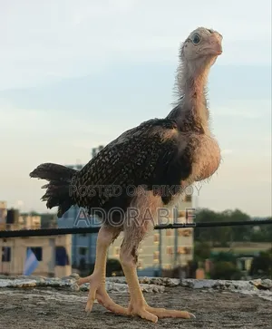 আসিল এর বাচ্চা