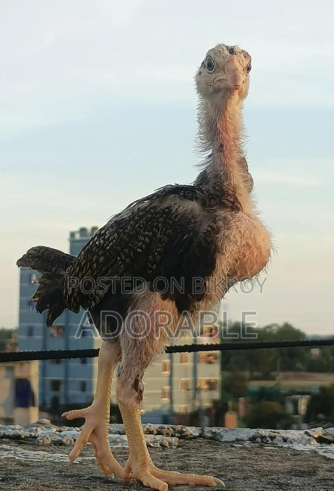 আসিল এর বাচ্চা