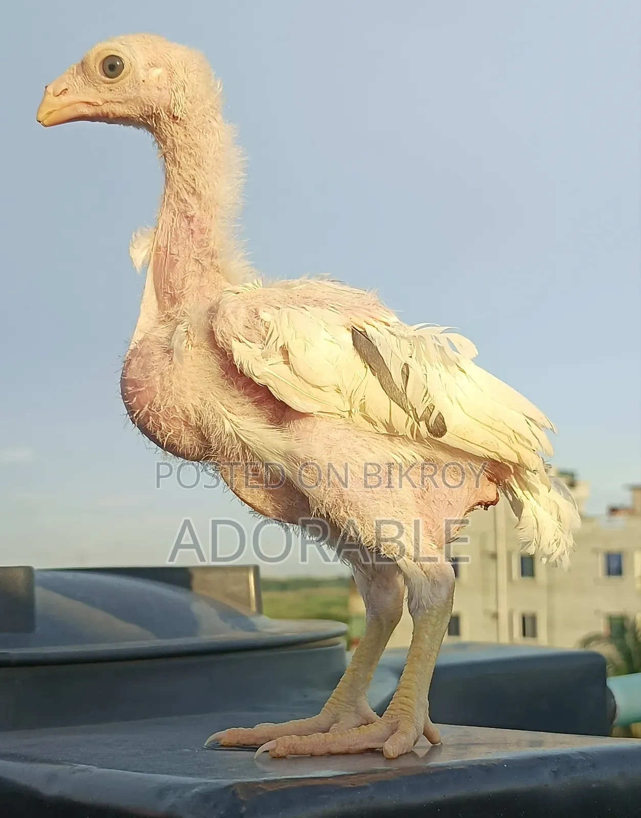 আসিল এর বাচ্চা