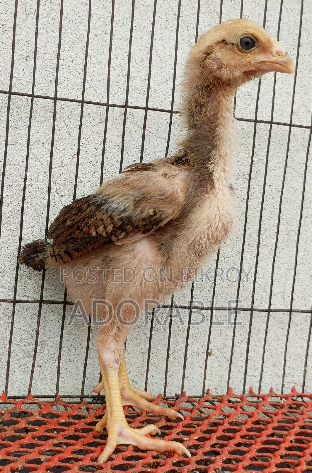 আসিল এর বাচ্চা