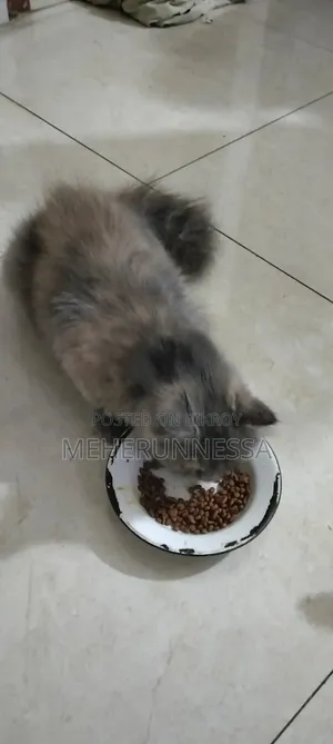 3-6 months Female Purebred Persian