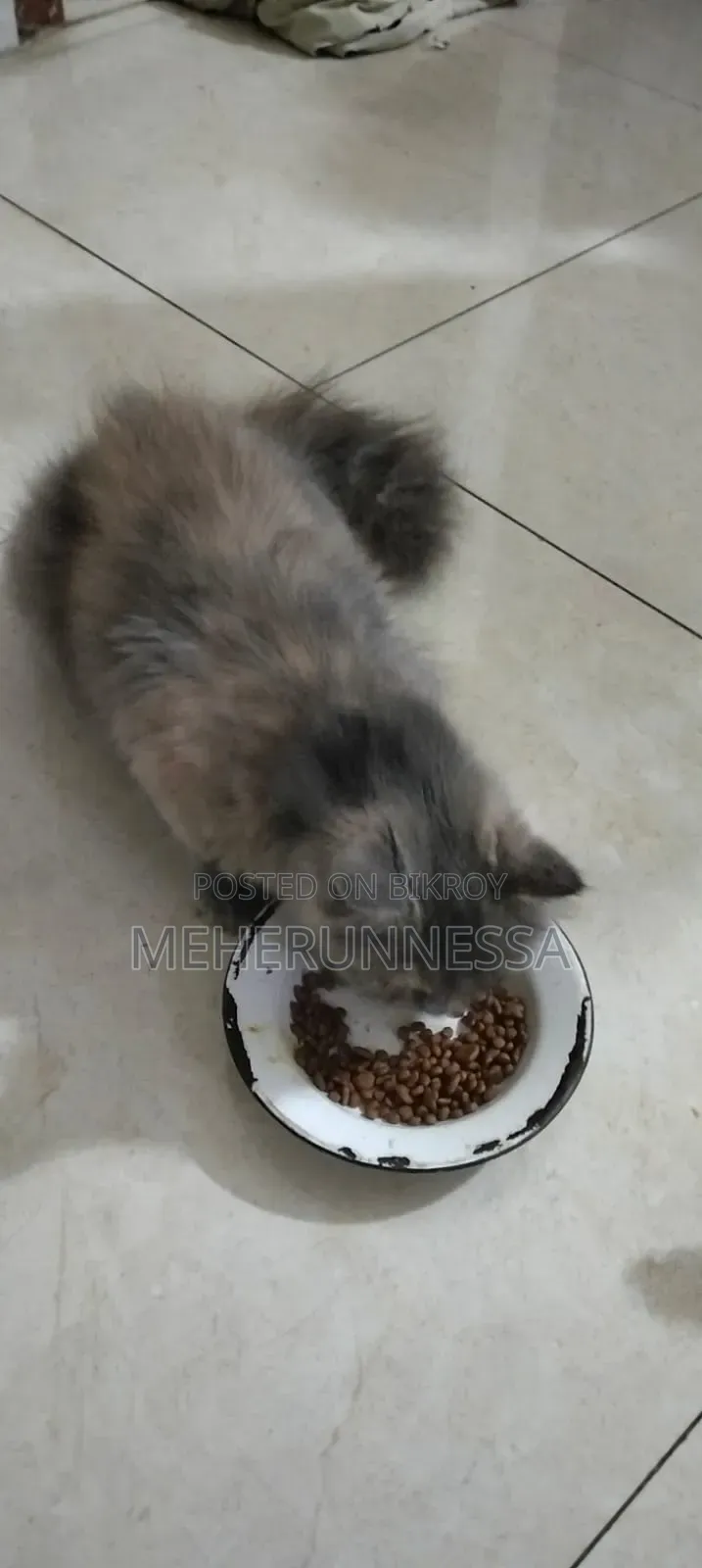 3-6 months Female Purebred Persian