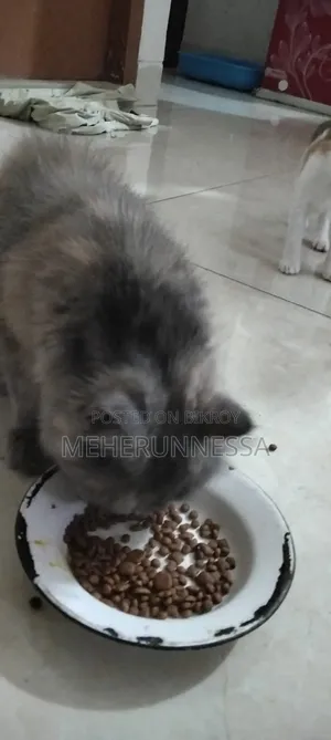 3-6 months Female Purebred Persian