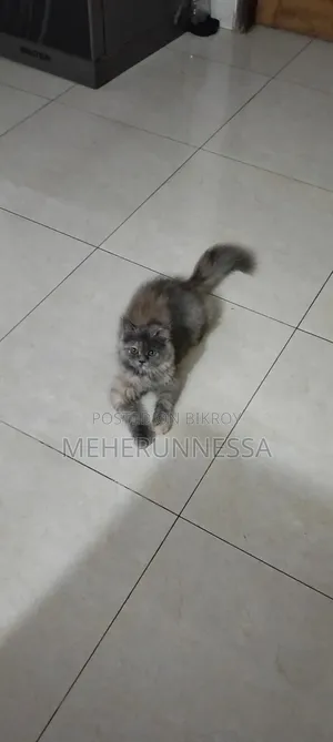 3-6 months Female Purebred Persian