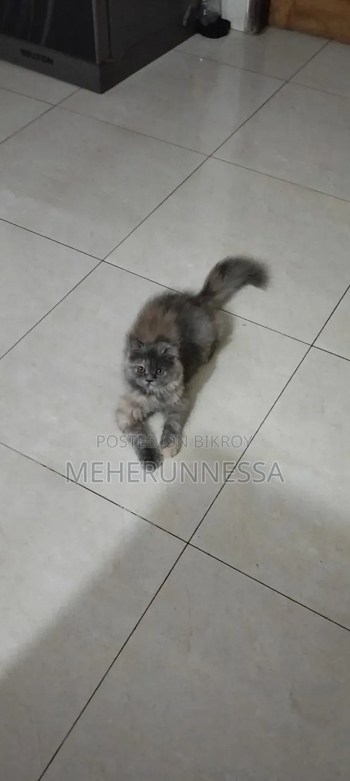 3-6 months Female Purebred Persian