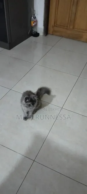 3-6 months Female Purebred Persian